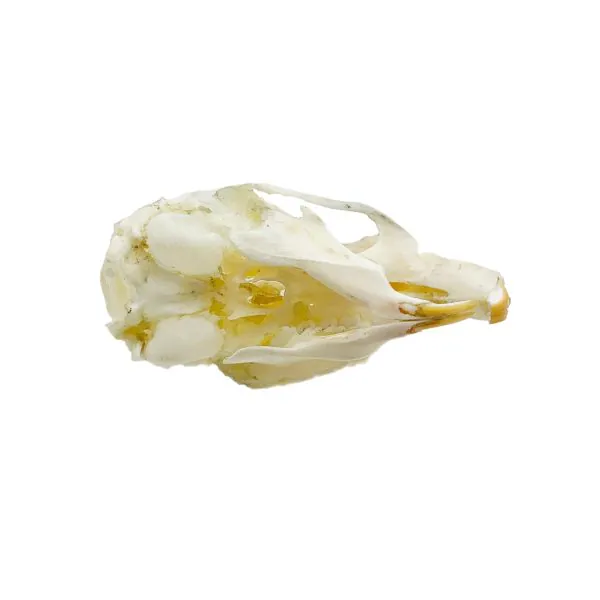 Ricefield Rat Skull Rattus argentiventer - TaxidermyArtistry