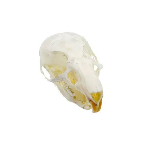 Ricefield Rat Skull Rattus argentiventer - TaxidermyArtistry