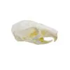 Ricefield Rat Skull Rattus argentiventer - TaxidermyArtistry