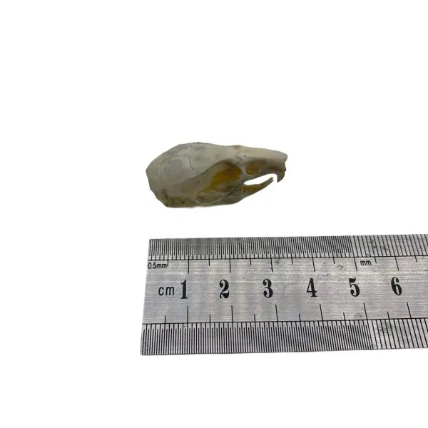 Ricefield Rat Skull Rattus argentiventer - TaxidermyArtistry