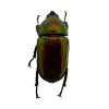 Saw Tooth Green Stag Beetle (lamprima adolphinae) (FEMALE) - TaxidermyArtistry