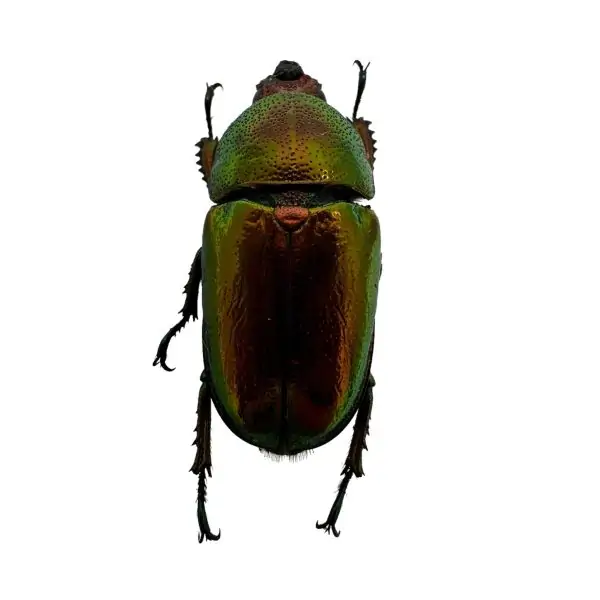 Saw Tooth Green Stag Beetle (lamprima adolphinae) (FEMALE) - TaxidermyArtistry