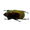 Saw Tooth Green Stag Beetle (lamprima adolphinae) (FEMALE) - TaxidermyArtistry
