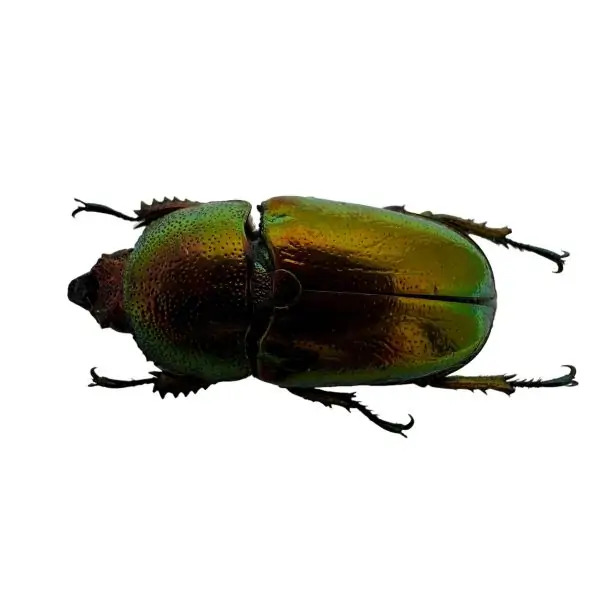 Saw Tooth Green Stag Beetle (lamprima adolphinae) (FEMALE) - TaxidermyArtistry