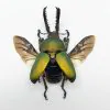 Saw Tooth Green Stag Beetle (lamprima adolphinae) (SPREAD) (LARGE) - TaxidermyArtistry
