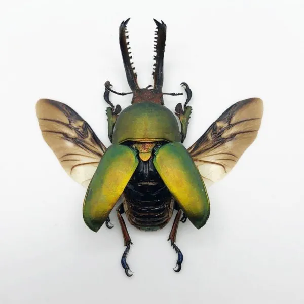 Saw Tooth Green Stag Beetle (lamprima adolphinae) (SPREAD) (LARGE) - TaxidermyArtistry