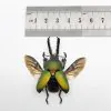 Saw Tooth Green Stag Beetle (lamprima adolphinae) (SPREAD) (LARGE) - TaxidermyArtistry
