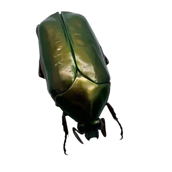 Scarab Flowerbeetle (Agestrata orichalca) - TaxidermyArtistry
