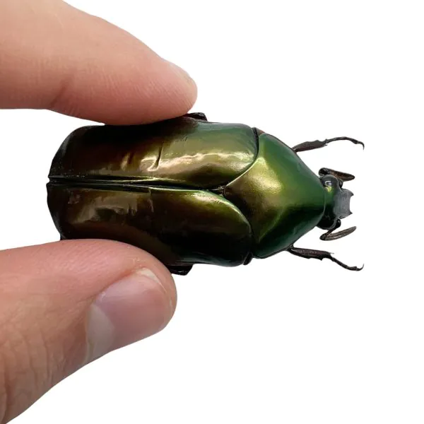 Scarab Flowerbeetle (Agestrata orichalca) - TaxidermyArtistry