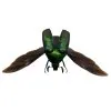 Scarab Flowerbeetle (Agestrata orichalca) (SPREAD) - TaxidermyArtistry