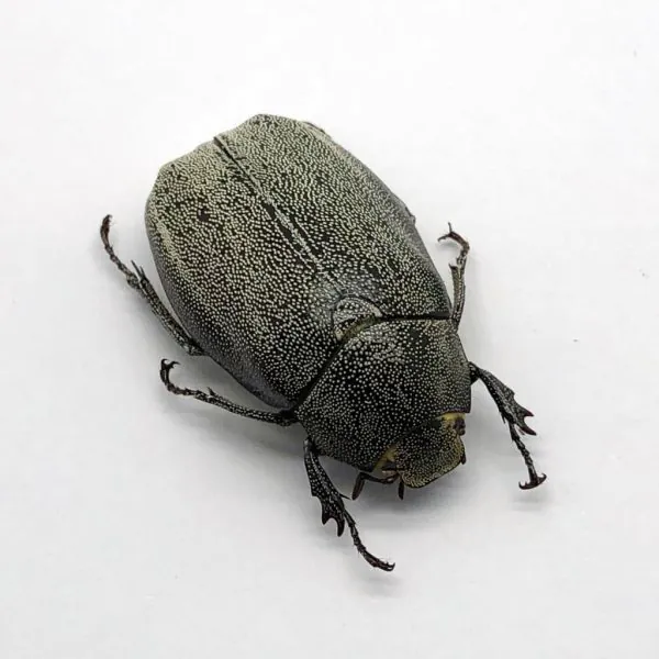Scarab Stag Beetle (Melolonthinae sp 02) - TaxidermyArtistry