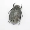 Scarab Stag Beetle (Melolonthinae sp 02) - TaxidermyArtistry