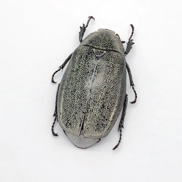 Scarab Stag Beetle (Melolonthinae sp 02) - TaxidermyArtistry