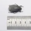 Scarab Stag Beetle (Melolonthinae sp 02) - TaxidermyArtistry