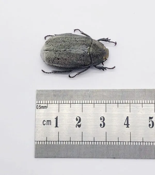 Scarab Stag Beetle (Melolonthinae sp 02) - TaxidermyArtistry