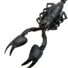 Scorpion Heterometrus Cyaneus - TaxidermyArtistry