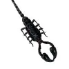 Scorpion (Heterometrus Laoticus) - TaxidermyArtistry