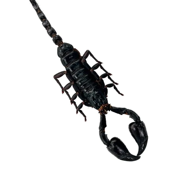 Scorpion (Heterometrus Laoticus) - TaxidermyArtistry