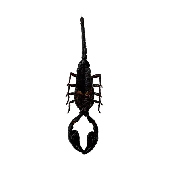 Scorpion (Heterometrus Laoticus) - TaxidermyArtistry