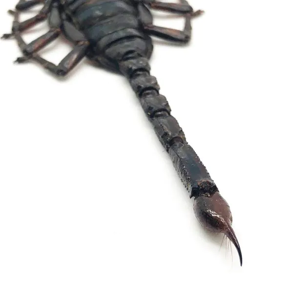 Scorpion Heterometrus Liophysa - TaxidermyArtistry