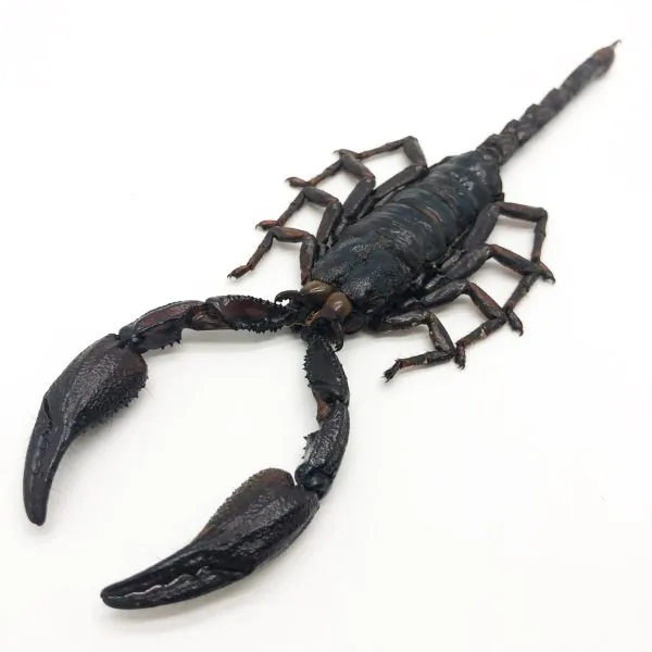 Scorpion Heterometrus Liophysa - TaxidermyArtistry