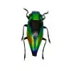 Shiny Green Jewel Beetle Cyphogastra calepyga - TaxidermyArtistry