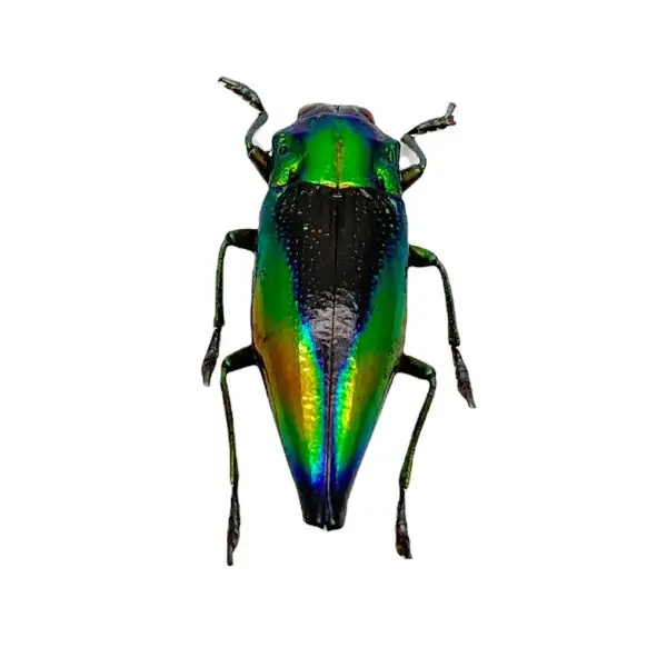 Shiny Green Jewel Beetle Cyphogastra calepyga - TaxidermyArtistry
