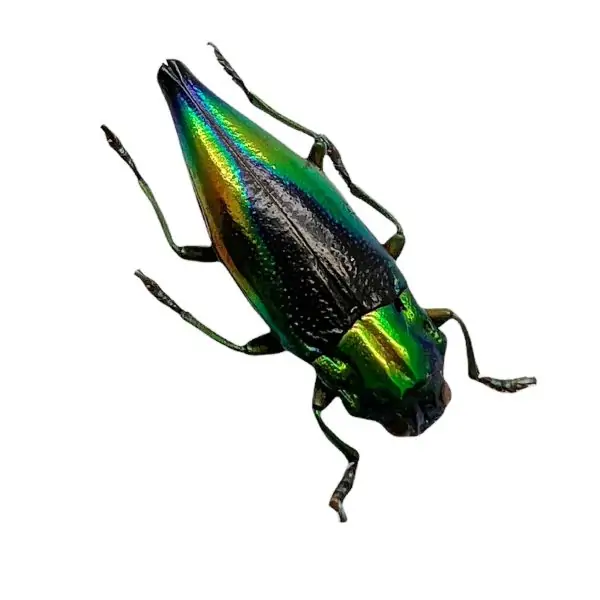 Shiny Green Jewel Beetle Cyphogastra calepyga - TaxidermyArtistry