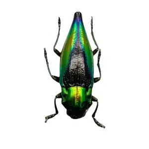 Shiny Green Jewel Beetle Cyphogastra calepyga - TaxidermyArtistry