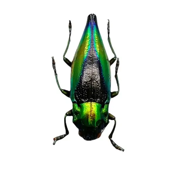Shiny Green Jewel Beetle Cyphogastra calepyga - TaxidermyArtistry