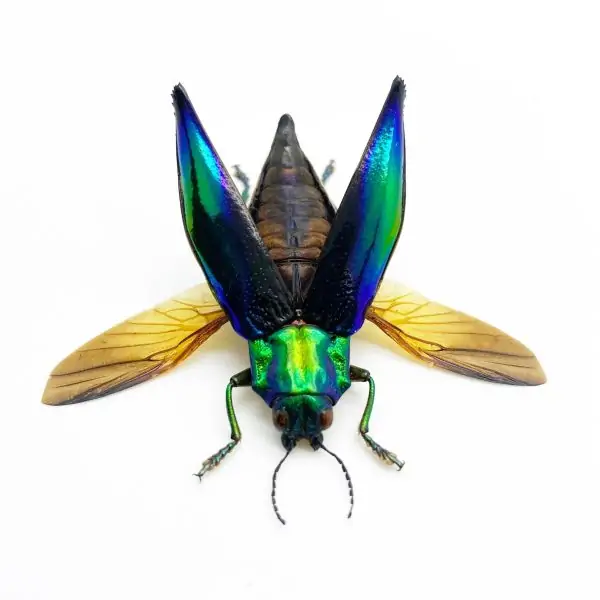 Shiny Green Jewel Beetle Cyphogastra calepyga (Spread) - TaxidermyArtistry