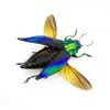 Shiny Green Jewel Beetle Cyphogastra calepyga (Spread) - TaxidermyArtistry