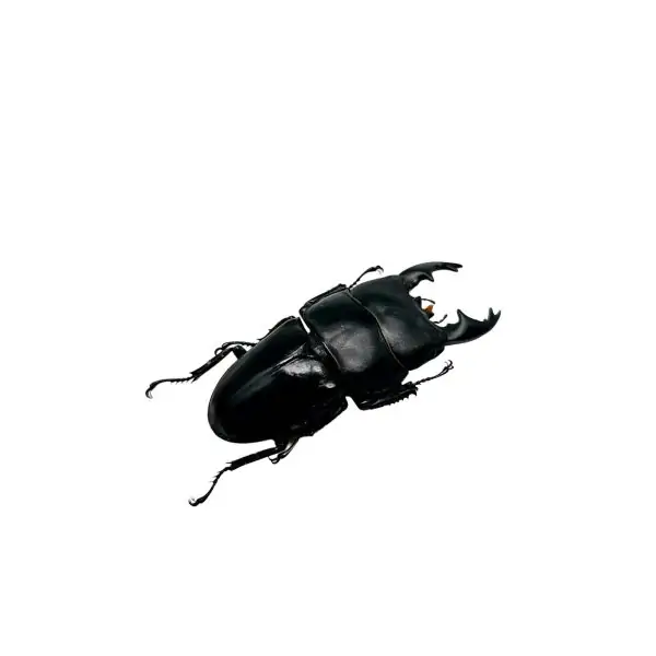 Short Horn Stag Beetle (Dorcus alcides) - TaxidermyArtistry