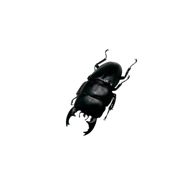 Short Horn Stag Beetle (Dorcus alcides) - TaxidermyArtistry