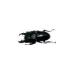 Short Horn Stag Beetle (Dorcus alcides) - TaxidermyArtistry