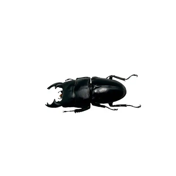 Short Horn Stag Beetle (Dorcus alcides) - TaxidermyArtistry