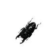 Short Horn Stag Beetle (Dorcus alcides) - TaxidermyArtistry