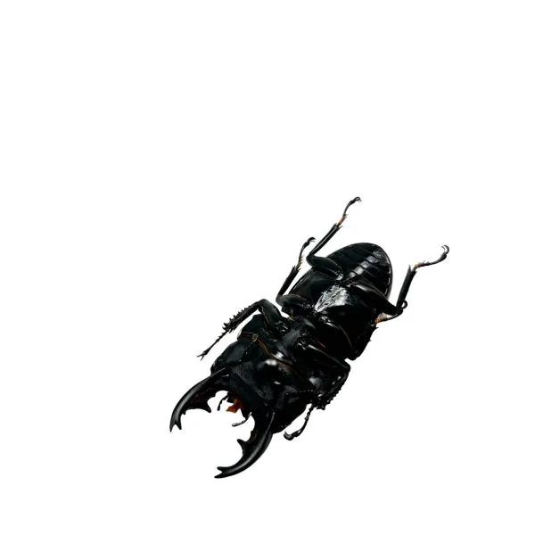 Short Horn Stag Beetle (Dorcus alcides) - TaxidermyArtistry