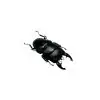 Short Horn Stag Beetle (Dorcus alcides) - TaxidermyArtistry