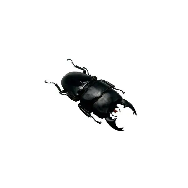 Short Horn Stag Beetle (Dorcus alcides) - TaxidermyArtistry