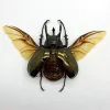 (Spread) Atlas Beetle Chalcosoma keyboh - TaxidermyArtistry