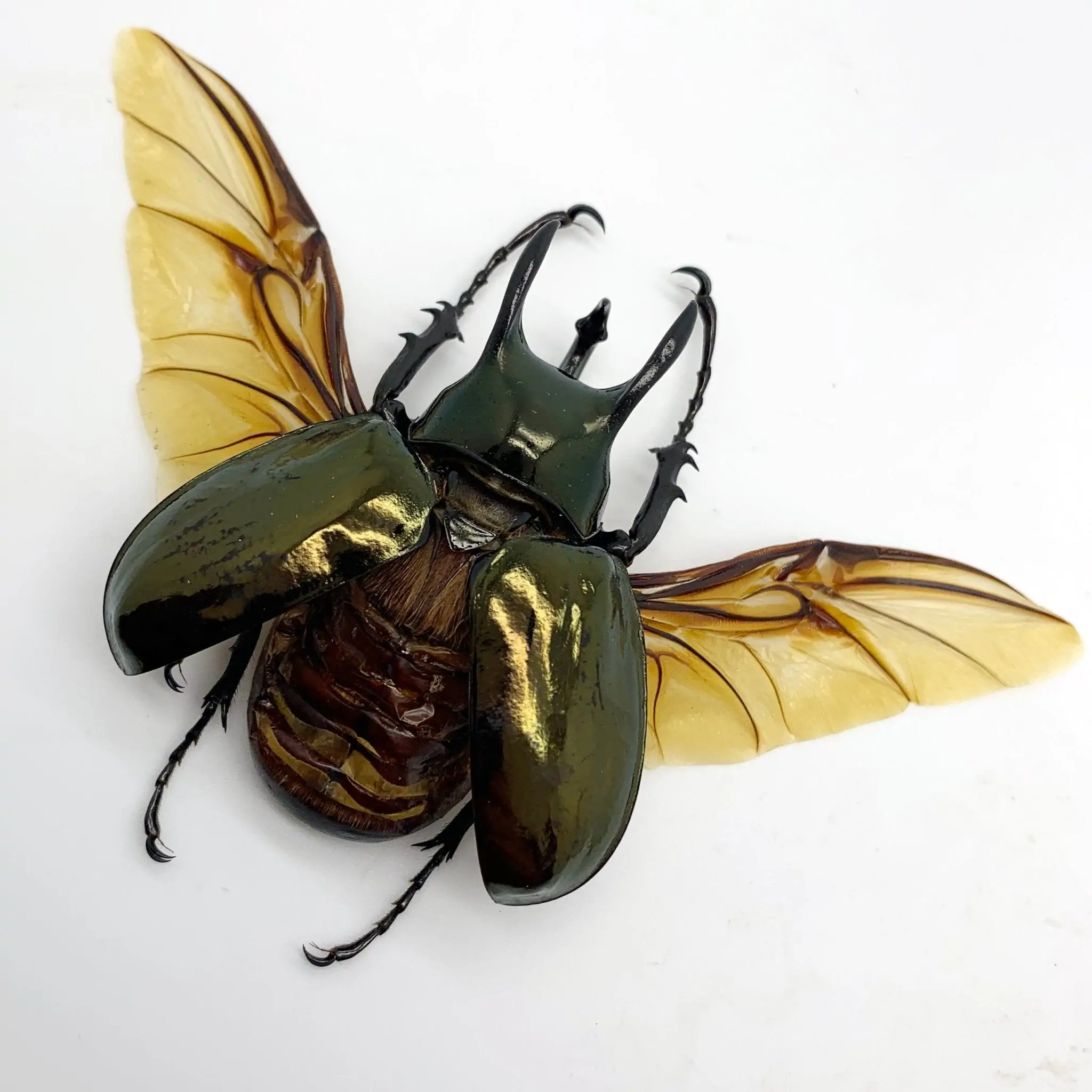 (Spread) Atlas Beetle Chalcosoma keyboh - TaxidermyArtistry