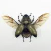 (Spread) Bronze Golden Beetle Allotopus rosenbergi Insect - TaxidermyArtistry