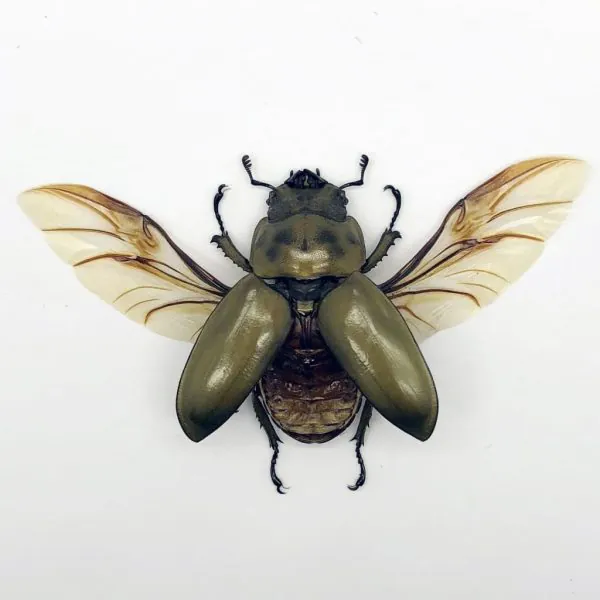 (Spread) Bronze Golden Beetle Allotopus rosenbergi Insect - TaxidermyArtistry