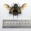 (Spread) Bronze Golden Beetle Allotopus rosenbergi Insect - TaxidermyArtistry