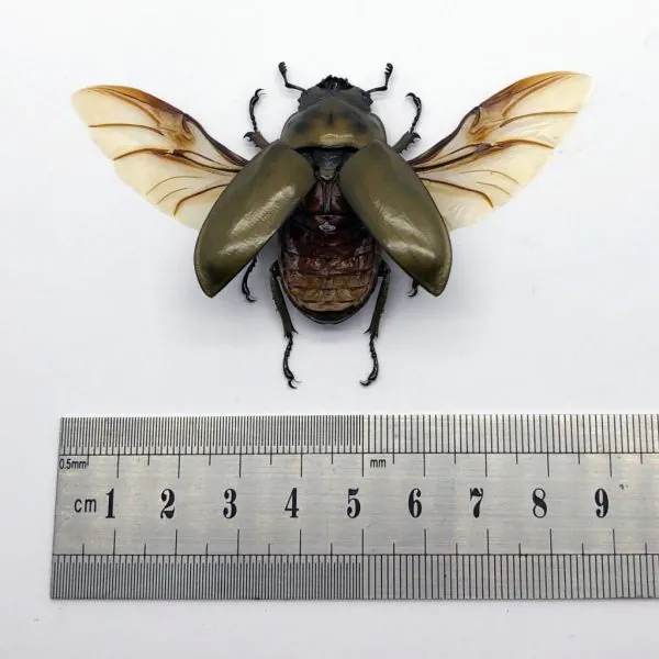 (Spread) Bronze Golden Beetle Allotopus rosenbergi Insect - TaxidermyArtistry