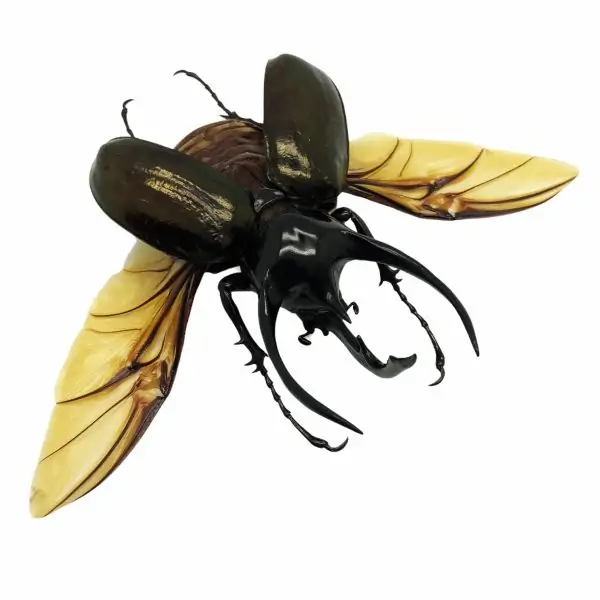 (Spread) Huge Atlas Beetle Chalcosoma chiron Indonesian insect - TaxidermyArtistry