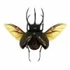 (Spread) Huge Atlas Beetle Chalcosoma chiron Indonesian insect - TaxidermyArtistry