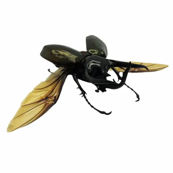 (Spread) Huge Atlas Beetle Chalcosoma chiron Indonesian insect - TaxidermyArtistry