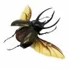 (Spread) Huge Atlas Beetle Chalcosoma chiron Indonesian insect - TaxidermyArtistry